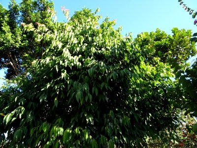 Ficus sabre, Ficus binnendijkii, Moracées. Originaire d'In… 