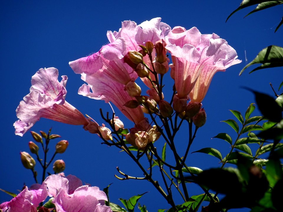 Bignone rose, Podranea ricasoliana, Bignoniacées 