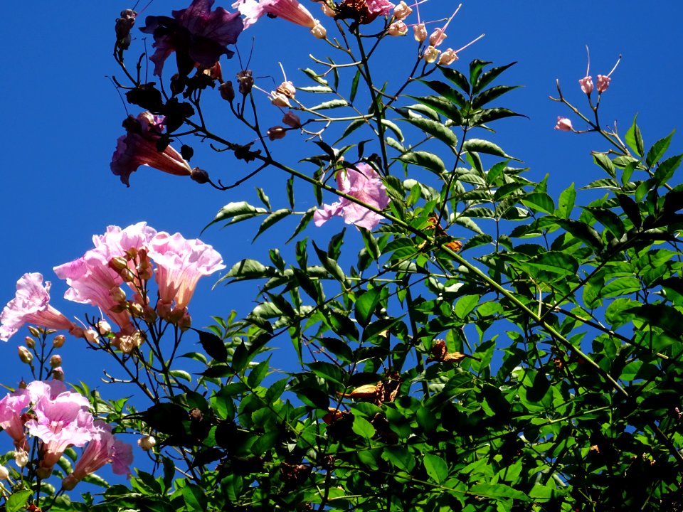 Bignone rose, Podranea ricasoliana, Bignoniacées 