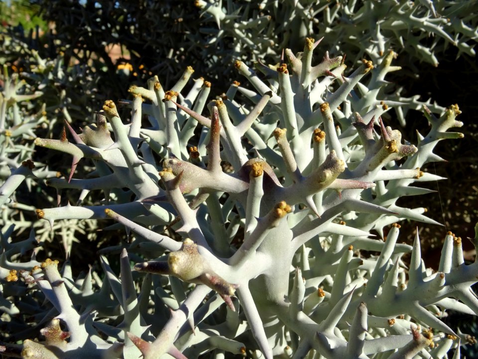 Samanta, Euphorbia stenoclada, Euphorbiacées. Originaire d… 