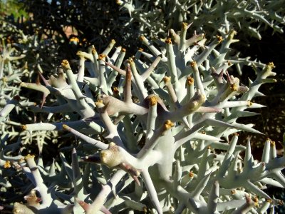 Samanta, Euphorbia stenoclada, Euphorbiacées. Originaire d… 