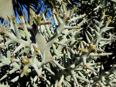 Samanta, Euphorbia stenoclada, Euphorbiacées. Originaire d… 