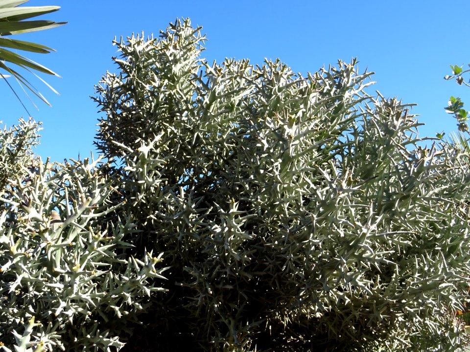 Samanta, Euphorbia stenoclada, Euphorbiacées. Originaire d… 