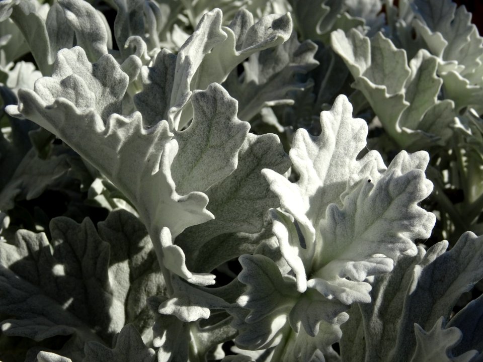 Cinéraire maritime ou Cinéraire argenté, Senecio cineraria… 