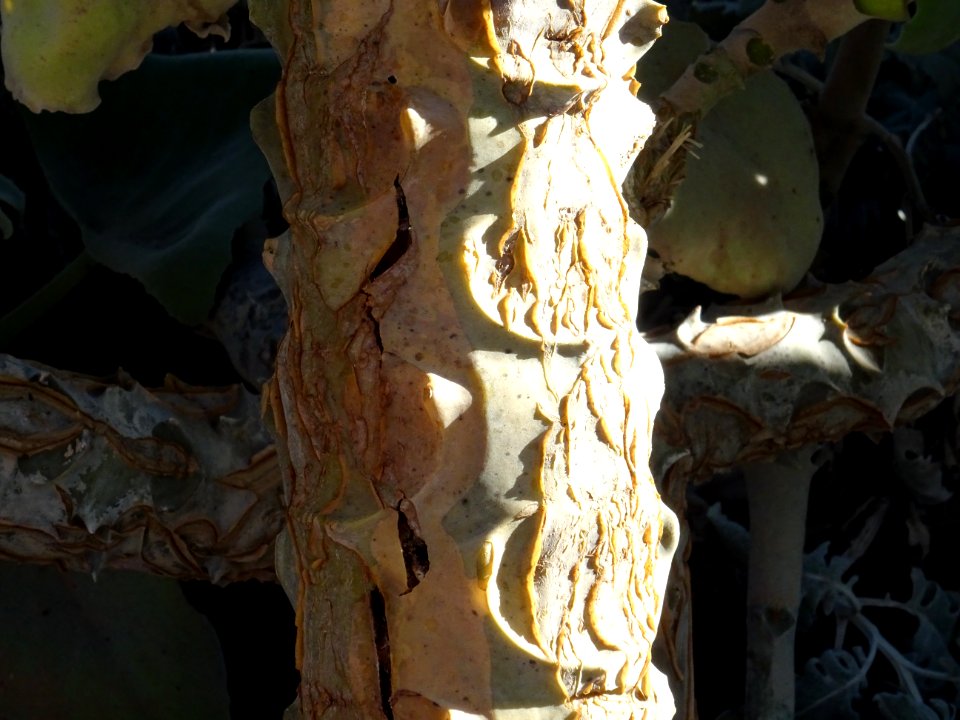 Tronc du Kalanchoé de Behara, ou Kalanchoé à oreilles d'él… 