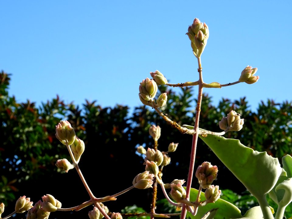 Fleurs du Kalanchoé de Behara, ou Kalanchoé à oreilles d'é… 