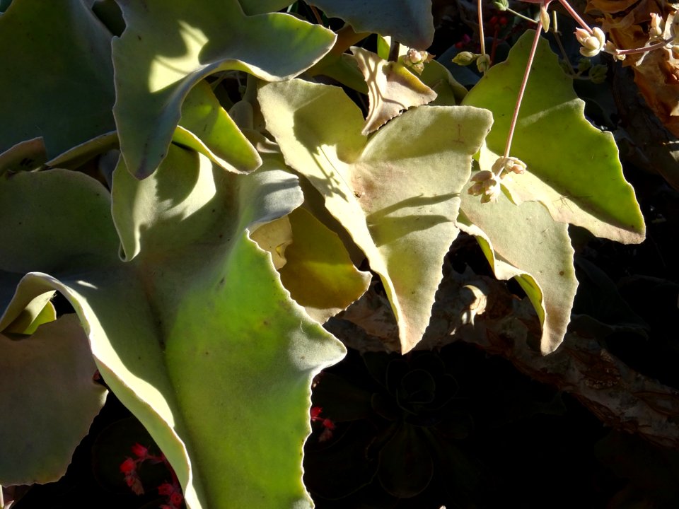 Kalanchoé de Behara, ou Kalanchoé à oreilles d'éléphant, K… 