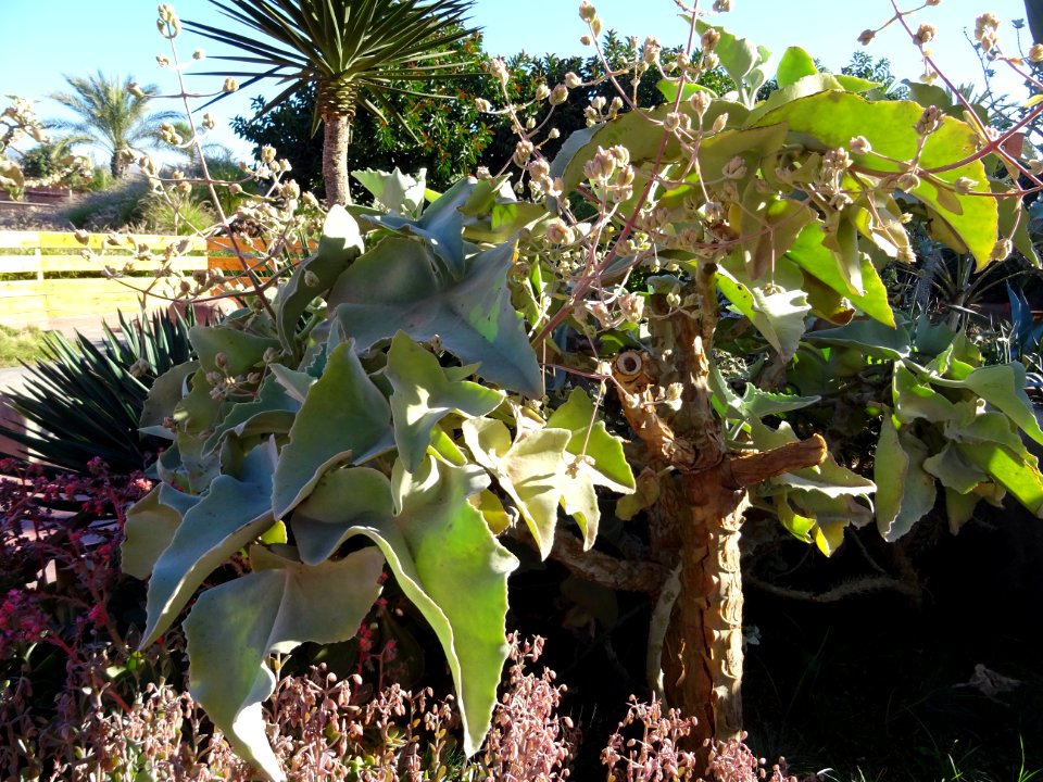 Kalanchoé de Behara, ou Kalanchoé à oreilles d'éléphant, K… 