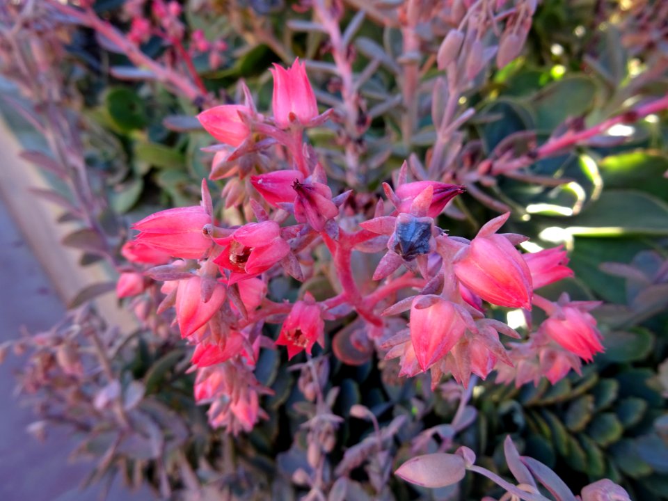 Kalanchoé à fleurs en thyrse, Kalanchoe thyrsiflora, Crass… 