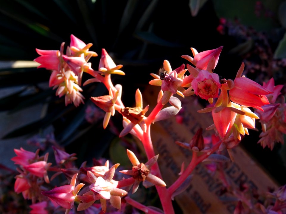 Kalanchoé à fleurs en thyrse, Kalanchoe thyrsiflora, Crass… 