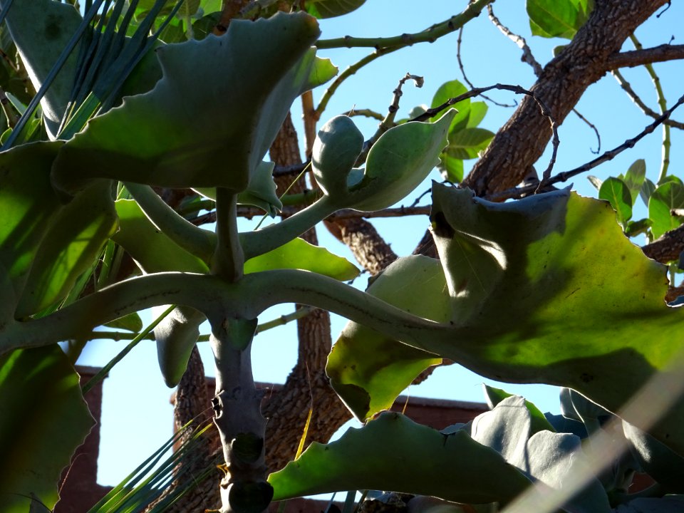 Kalanchoé de Behara, ou Kalanchoé à oreilles d'éléphant, K… 