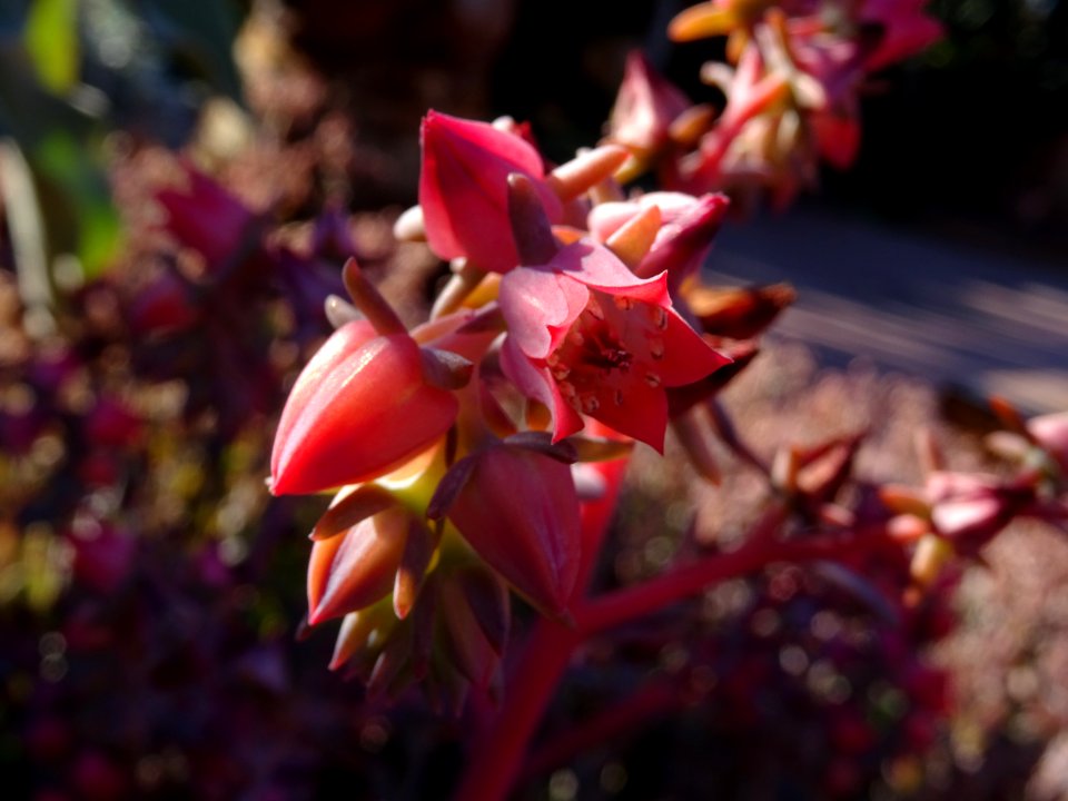 Kalanchoé à fleurs en thyrse, Kalanchoe thyrsiflora, Crass… 