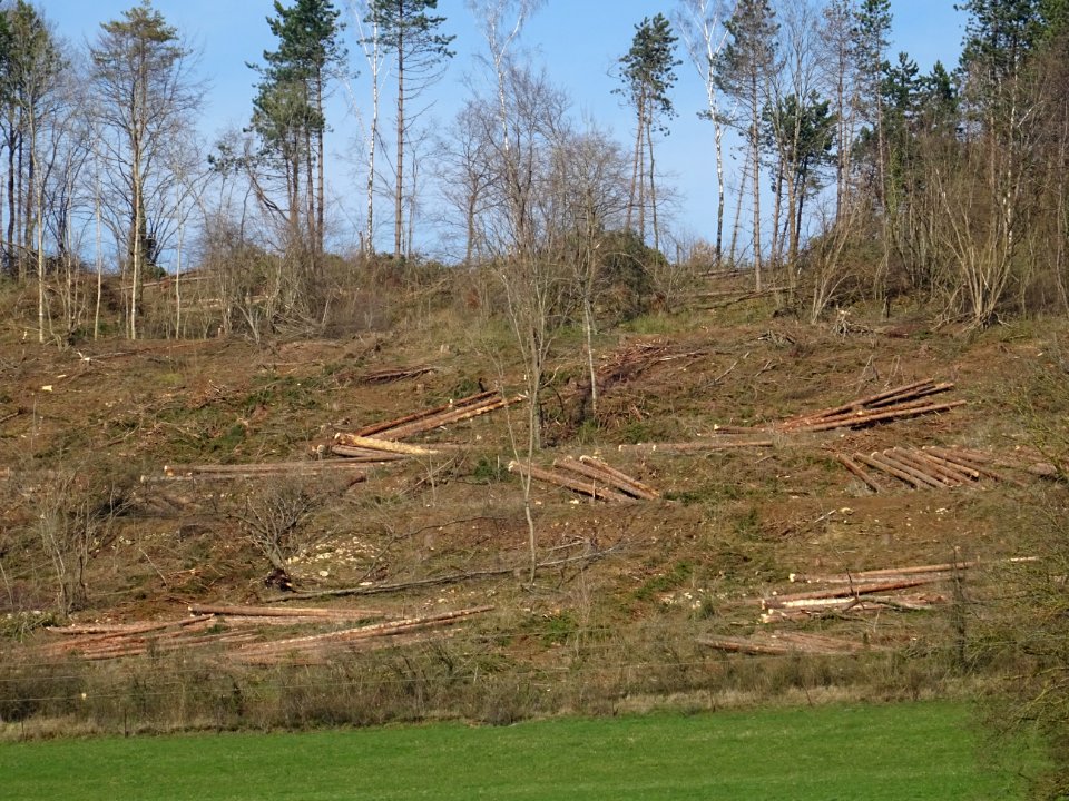 Coupe de bois à blanc sur la colline, Colmey, Meurthe-et-M… 