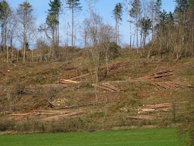 Coupe de bois à blanc sur la colline, Colmey, Meurthe-et-M… 