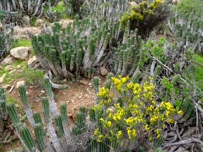 La descente s'annonce épineuse et cacteuse ... à souhait. … 