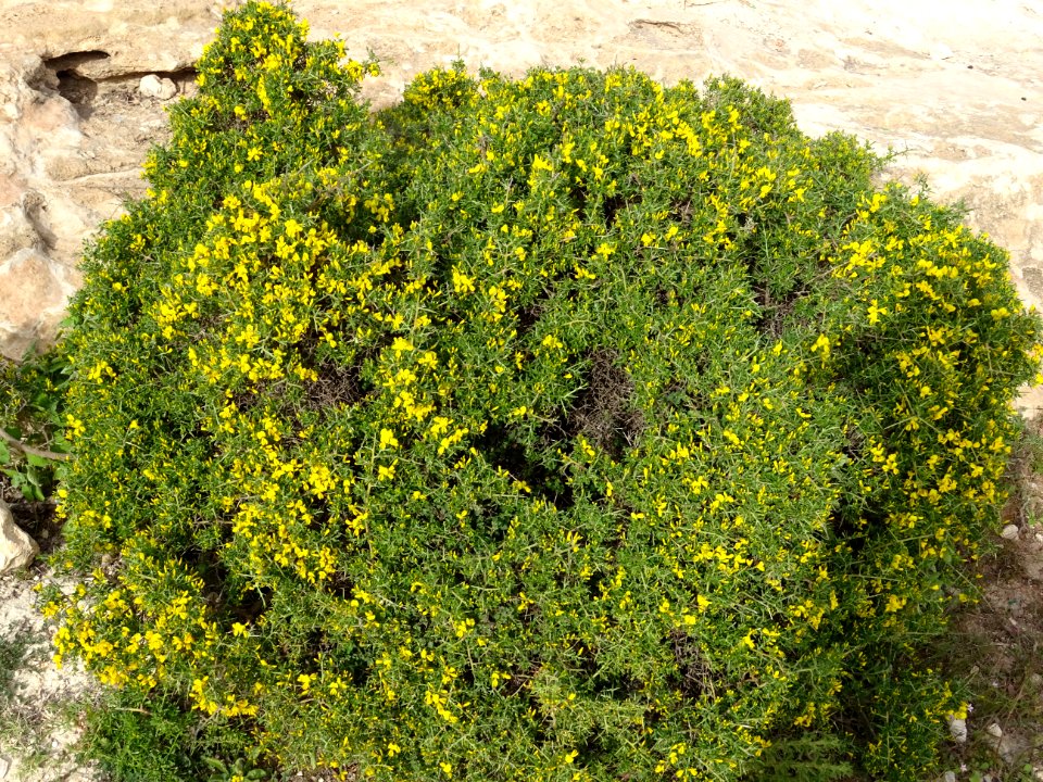 Genêt épineux, Genista scorpius, Fabacées 