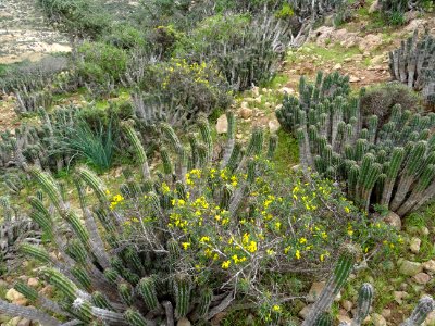 La descente s'annonce épineuse et cacteuse ... à souhait. … 