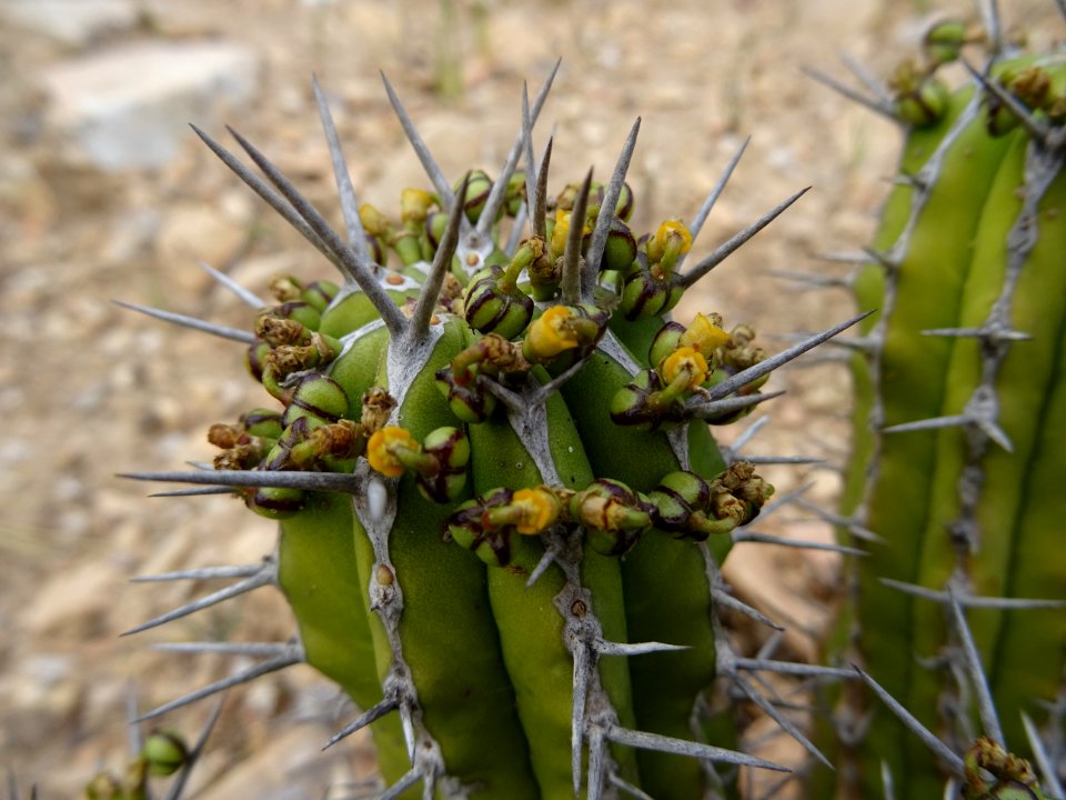 Euphorbe echine, Euphorbia officinarum subsp. echinus, Eup… 