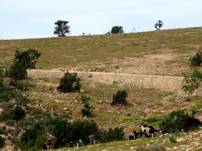 Troupeau de chèvres 