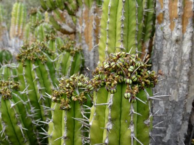 Euphorbe echine, Euphorbia officinarum subsp. echinus, Eup… 