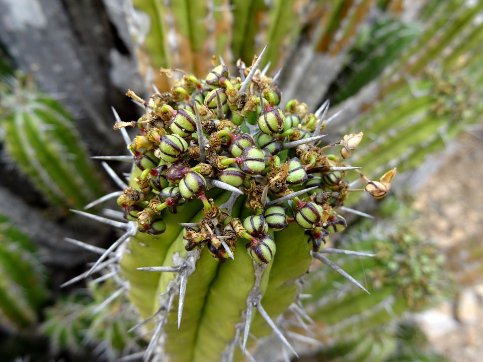 Euphorbe echine, Euphorbia officinarum subsp. echinus, Eup… 