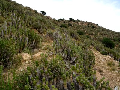 Euphorbe echine, Euphorbia officinarum subsp. echinus, Eup… 