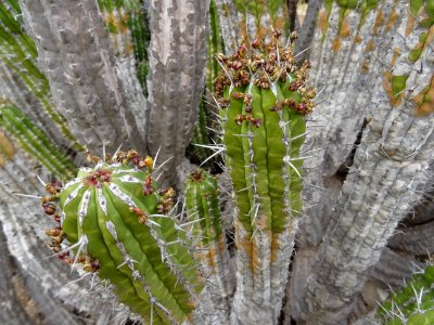 Euphorbe echine, Euphorbia officinarum subsp. echinus, Eup… 