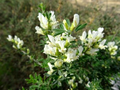 Genêt blanc, Retama monosperma, Fabacées 