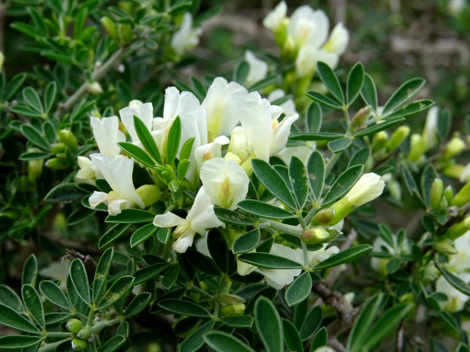 Genêt blanc, Retama monosperma, Fabacées 
