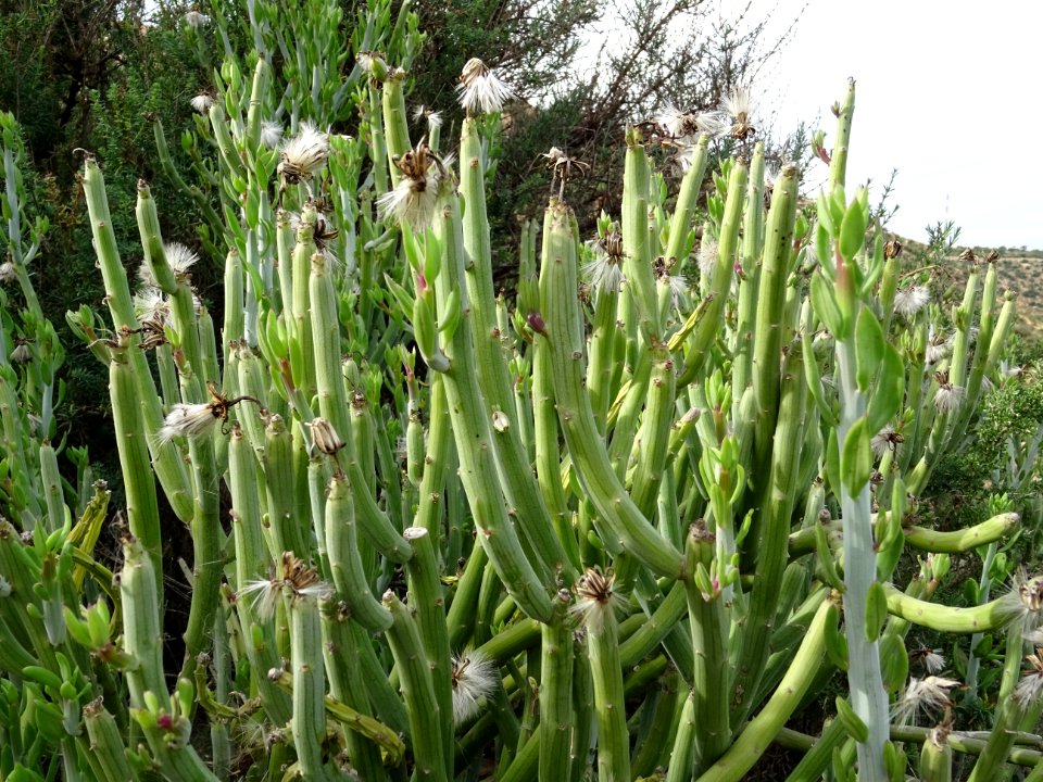 Senecio anteuphorbium, Kleinia anteuphorbium, Astéracées 