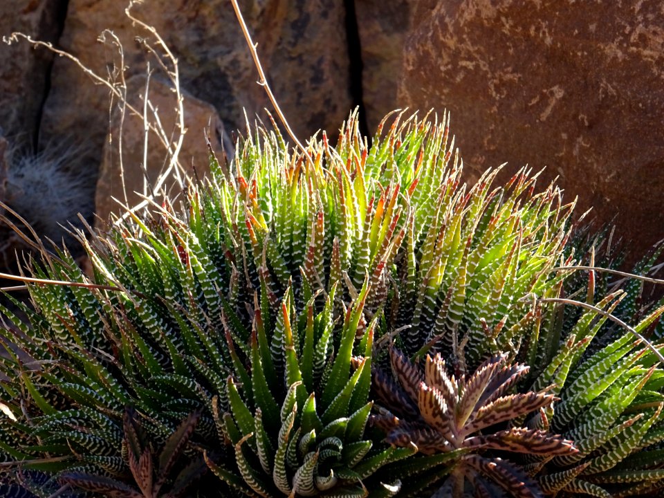 Haworthia attenuata, Haworthia attenuata, Xanthorrhoéacées… 