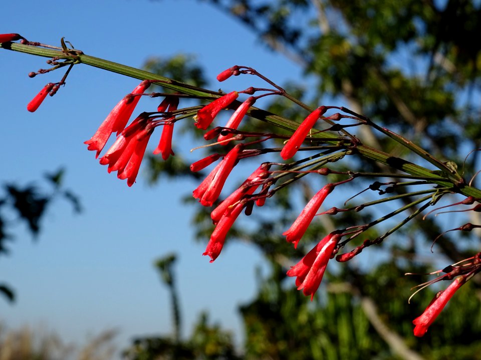 Fontaine de corail, Russelia equisetiformis, Scrophulariac… 
