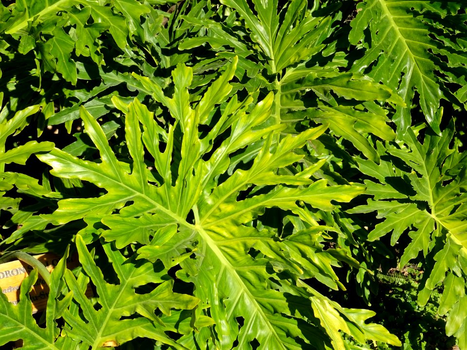 Philodendron à feuilles bipinnatifides, Philodendron sello… 