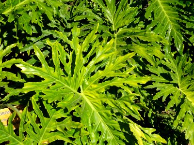 Philodendron à feuilles bipinnatifides, Philodendron sello… 