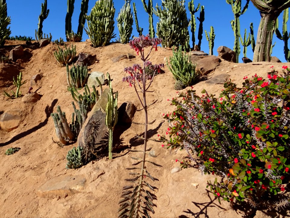 Kalanchoé de Daigremont, Kalanchoe daigremontiana, Crassul… 
