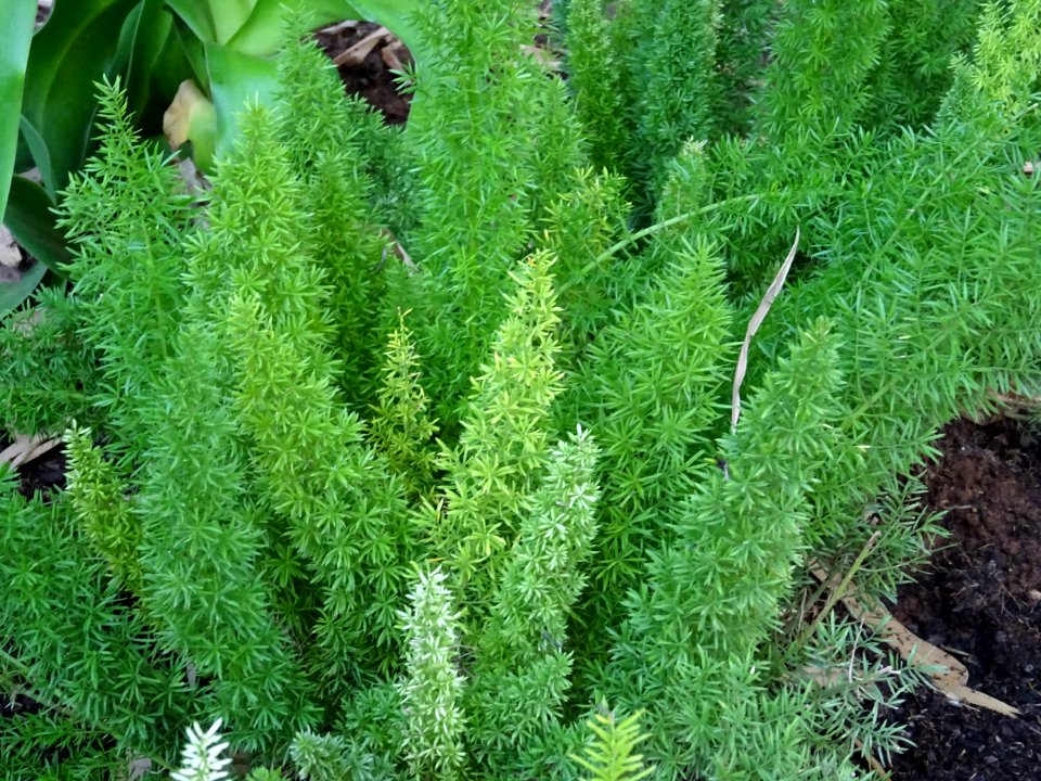Cultivar Asperge queue-de-renard, Asparagus densiflorus M… | Flickr