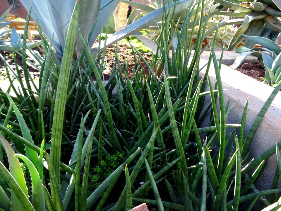 Mikado, Sansevieria mikado, Liliacées. Originaire d'Afriqu… 