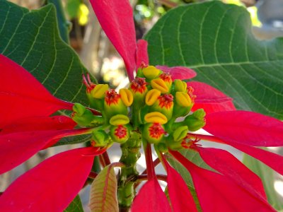 Etoile de Noël ou Poinsettia, Euphorbia pulcherrima, Eupho… 
