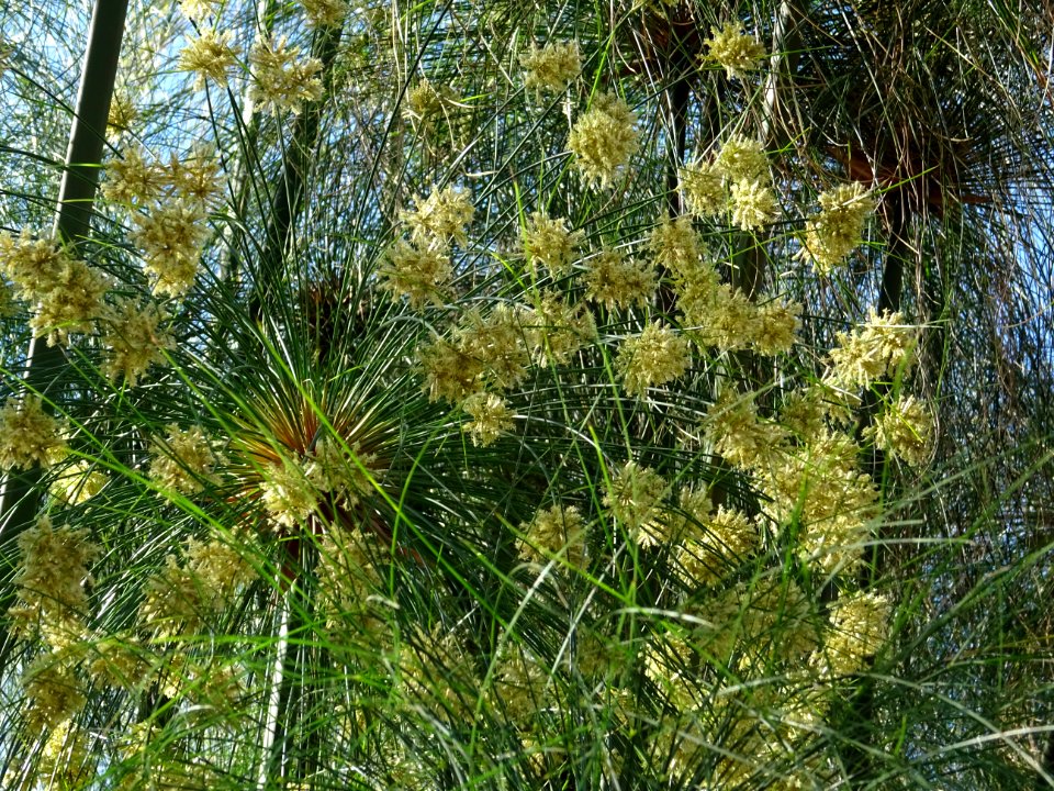 Papyrus du Nil, Cyperus papyrus, Cyperacées 