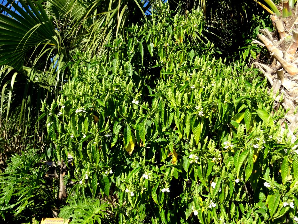 Noix de Malabar, Justicia adhatoda, Acanthacées. Originair… 