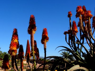 Aloès arborescent, Aloe arborescens, Aloeacées. Originaire… 