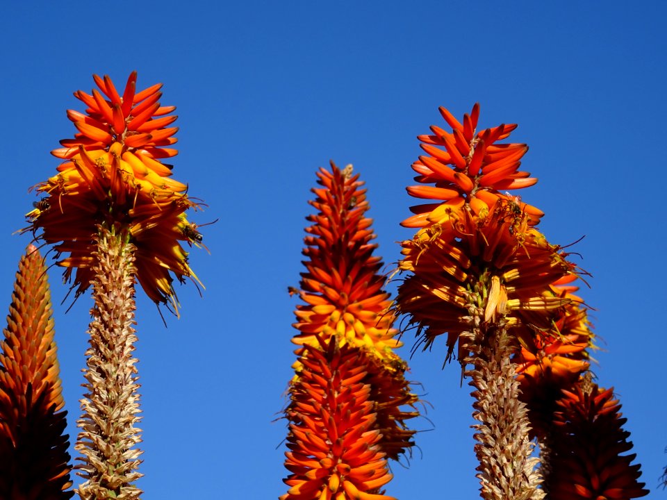 Aloès arborescent, Aloe arborescens, Aloeacées. Originaire… 