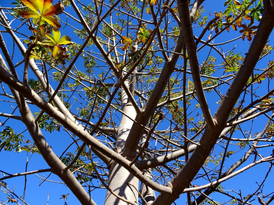 Baobab africain, Adansonia digitata, Malvacées (ex/Bombaca… 