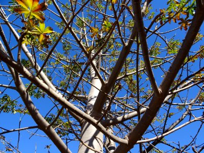 Baobab africain, Adansonia digitata, Malvacées (ex/Bombaca… 