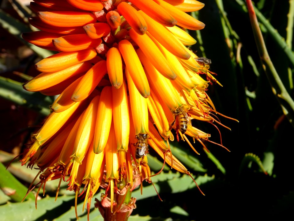 Aloès arborescent, Aloe arborescens, Aloeacées. Originaire… 