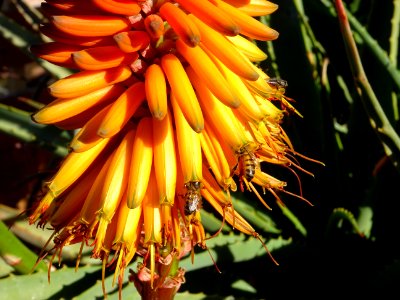 Aloès arborescent, Aloe arborescens, Aloeacées. Originaire… 