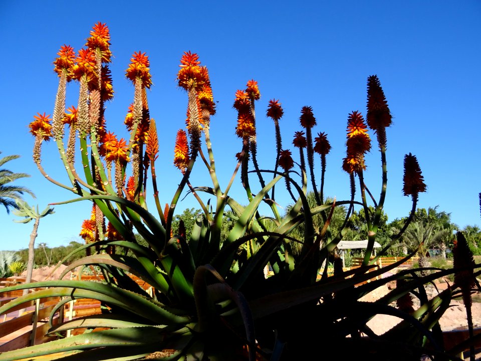 Aloès arborescent, Aloe arborescens, Aloeacées. Originaire… 