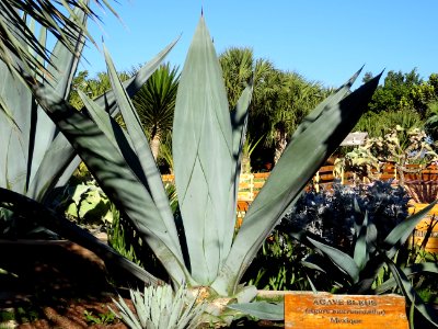 Agave bleue, Agave macrocantha, Agavacées. Originaire du M… 