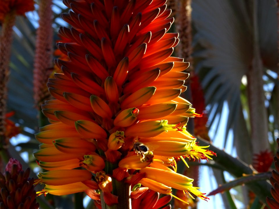 Aloès arborescent, Aloe arborescens, Aloeacées. Originaire… 
