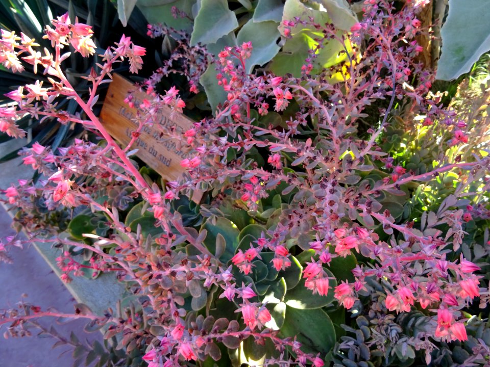 Kalanchoé à fleurs en thyrse, Kalanchoe thyrsiflora, Crass… 
